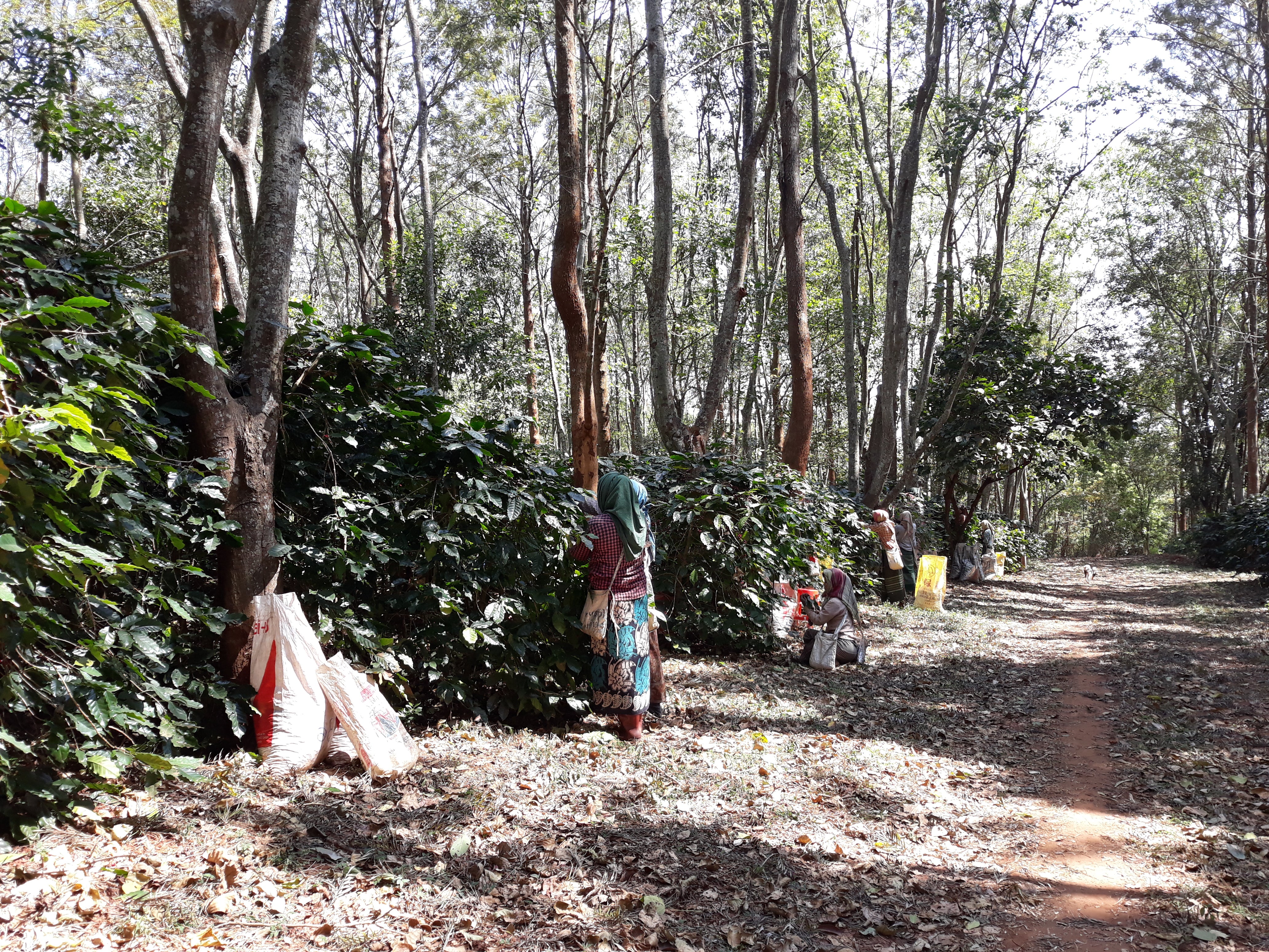 Khar Taw Hmi, Myanmar